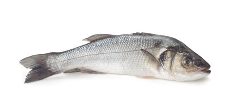 European bass isolated on white backgroundの写真素材