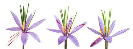 saffron flowers isolated  on  white backgroundの写真素材