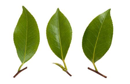 Camellia leaves set isolated on white backgroundの写真素材