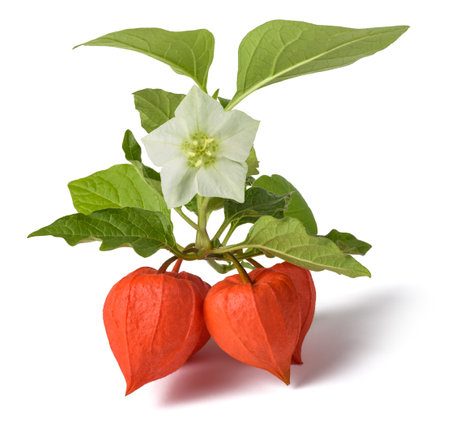Alkekengi branch with flower isolated on white backgroundの写真素材