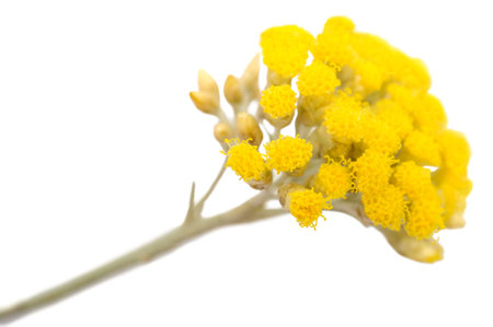 Helichrysum flowers isolated on white backgroundの写真素材