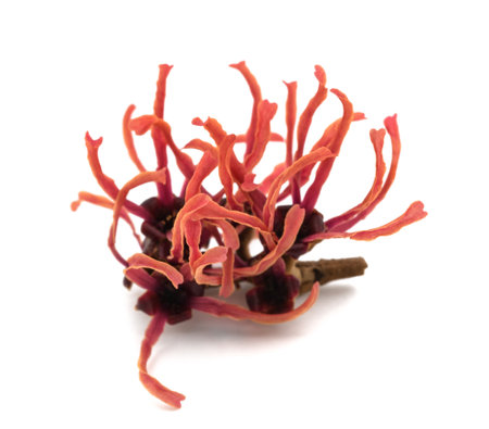 hamamelis red flower isolated on white backgroundの写真素材