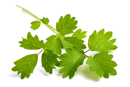 Salad Burnet  isolated on white backgroundの写真素材