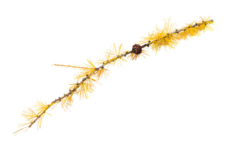Yellowed Larch branch isolated on white backgroundの写真素材