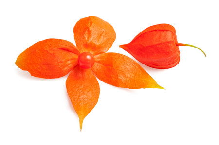 Physalis alkekengi  isolated on white backgroundの写真素材