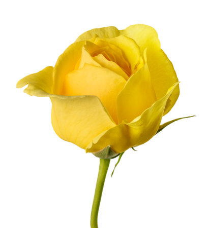 Yellow rose flower isolated on white backgroundの写真素材