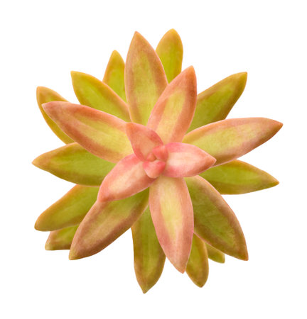 Coppertone Stonecrop isolated on white backgroundの写真素材