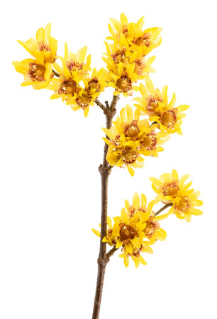 Wintersweet or Chimonanthus flowers isolated on white backgroundの写真素材