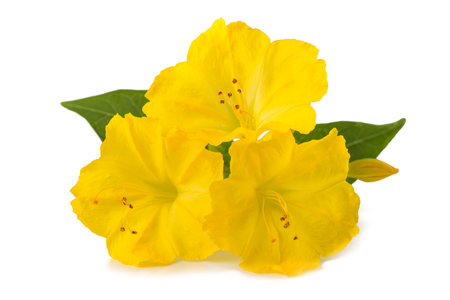 Yellow Four o'clock flowers isolated on white backgroundの写真素材