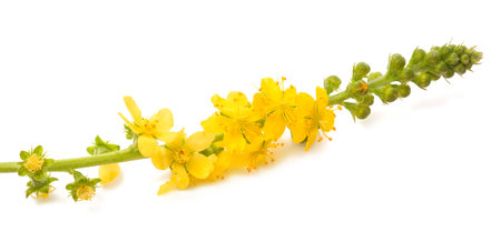 Common agrimony flowers isolated on white backgroundの写真素材