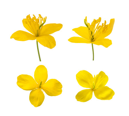 Celandine flowers set isolated on white backgroundの写真素材