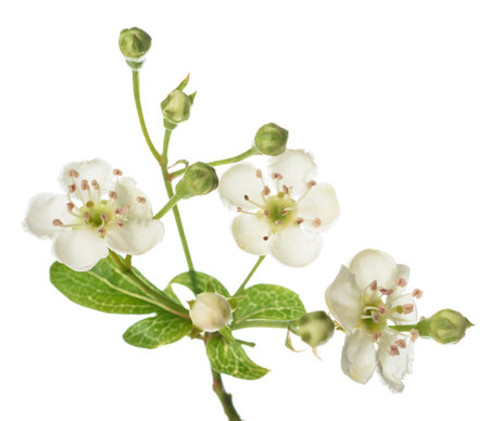 Hawthorn branch with  flowers isolated on  white backgroundの写真素材