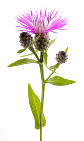 Short fringed knapweed   flower isolated on white backgroundの写真素材