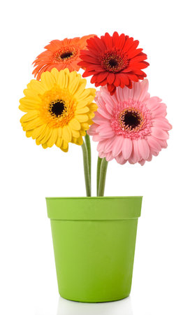 Gerberas flowers in vase isolated on white backgroundの写真素材