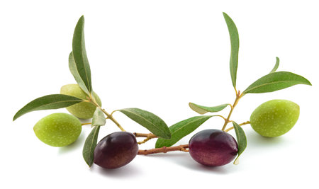 Sprig with fresh olive  isolated on white backgroundの写真素材