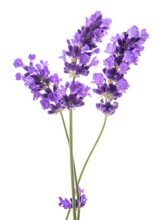 Lavender flowers  isolated on white backgroundの写真素材