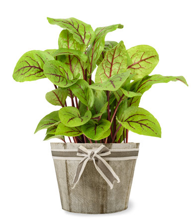 Red veined sorrel plant in  vase isolated on whiteの写真素材