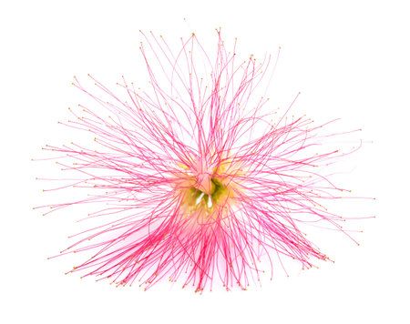pink silk tree flower isolated on whiteの写真素材