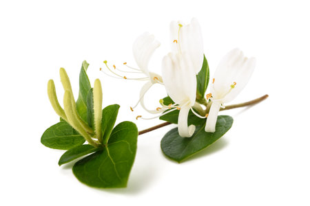 Honeysuckle Sprig  with white flowers and green leaves isolated on white backgroundの写真素材
