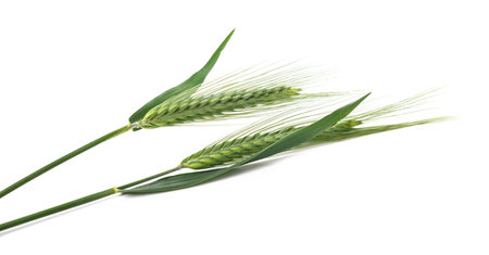 Barley ears isolated on white backgroundの写真素材