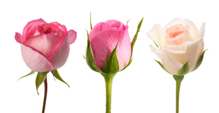Rose buds  isolated  on white backgroundの写真素材