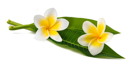 Frangipani flowers with leaves isolated on whiteの写真素材
