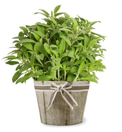 Sage  plants in vase isolated on whiteの写真素材