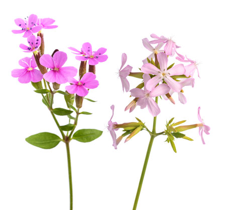 Soapwort flowers  isolated on white backgroundの写真素材