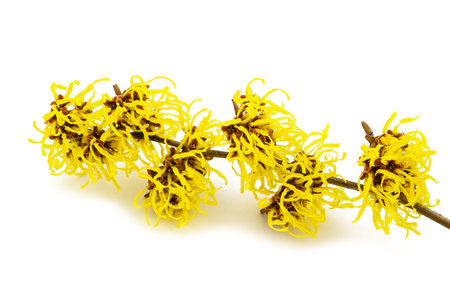 American witch hazel flowers isolated on white backgroundの写真素材