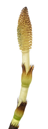 Horsetail fertile sterm isolated  on white backgroundの写真素材