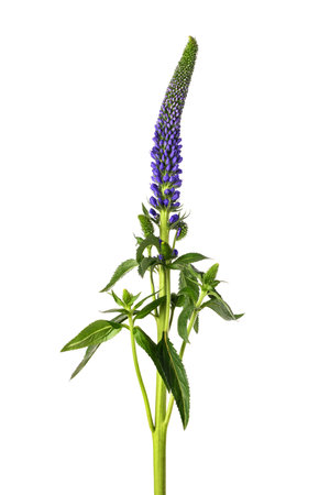 Spiked Speedwell flower isolated on white backgroundの写真素材