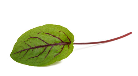 Red veined sorrel leaf isolated on whiteの写真素材