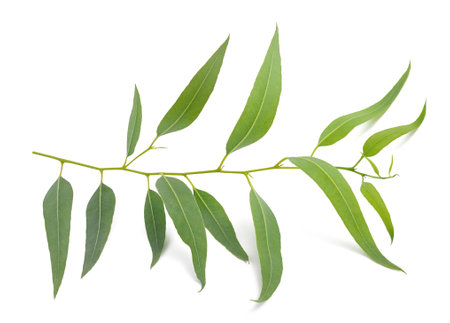 Eucalyptus branch with leaves isolated on whiteの写真素材