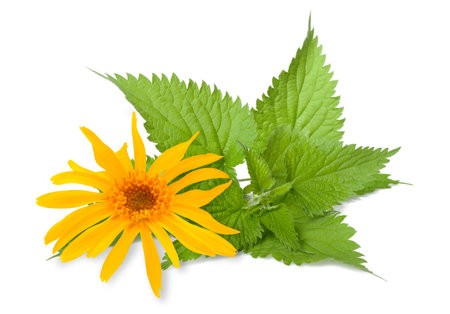 Arnica and nettle isolated on white backgroundの写真素材