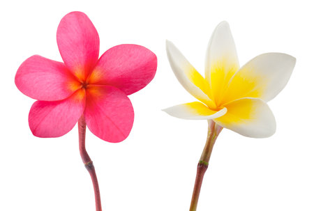 Red and white Frangipani flowers  isolated on whiteの写真素材