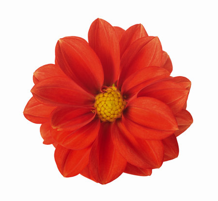Dhalia pinnata flower isolated on white backgroundの写真素材
