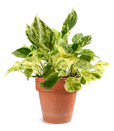 Pothos house plant isolated on white backgroundの写真素材