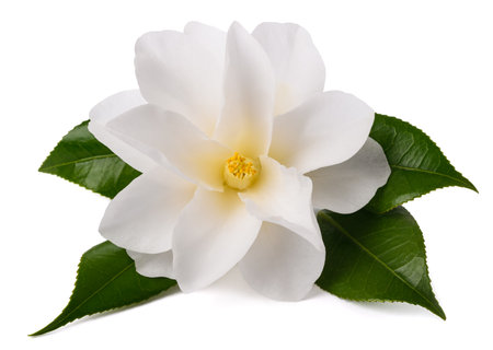 Camellia flower with leaves  isolated on whiteの写真素材