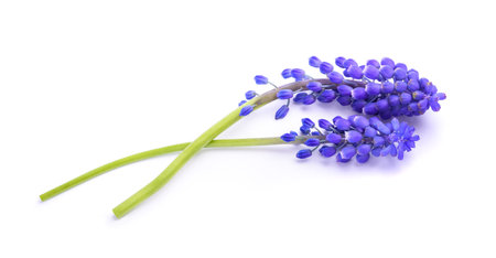 Grape hyacinth flowers isolated on white backgroundの写真素材