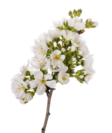 Cherry branch in flowers isolated on whiteの写真素材