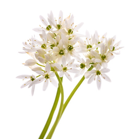 Wild garlic flowers isolated on white backgroundの写真素材