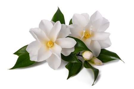 White camellia flowers isolated on white backgroundの写真素材