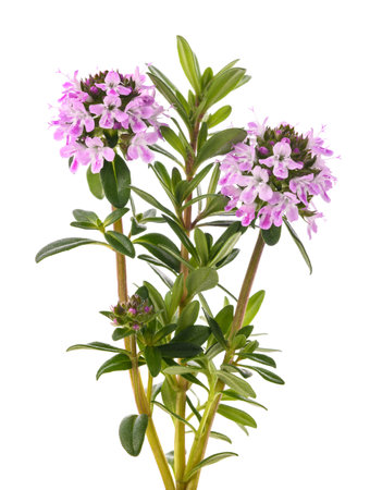 Savory flowers isolated on white backgroundの写真素材