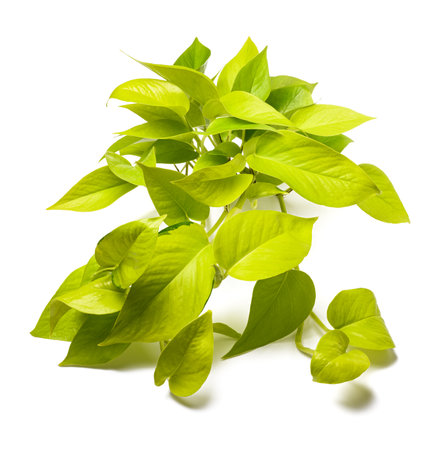 Neon pothos plant isolated on white backgroundの写真素材