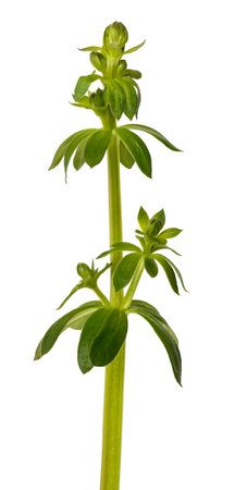 Fresh sweet woodruff with flowers isolated on white backgroundの写真素材