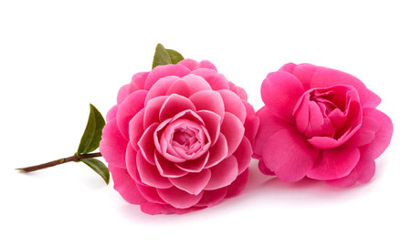 Pink Camellia  flowers isolated on white backgroundの写真素材