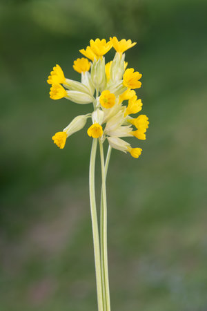 Cowslip Primrose flowers  on blurred green background.の写真素材