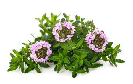 Savory flowers isolated on white backgroundの写真素材