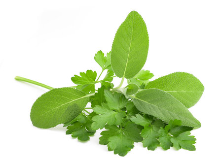 Parsley and sage isolated on white backgroundの写真素材