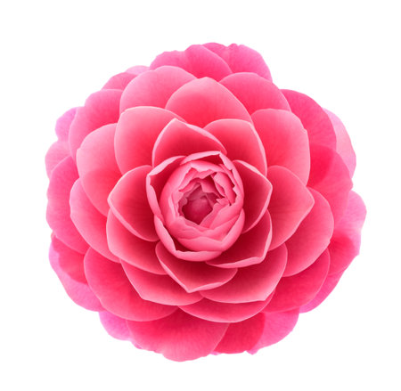 Pink Camellia  flower isolated on white backgroundの写真素材